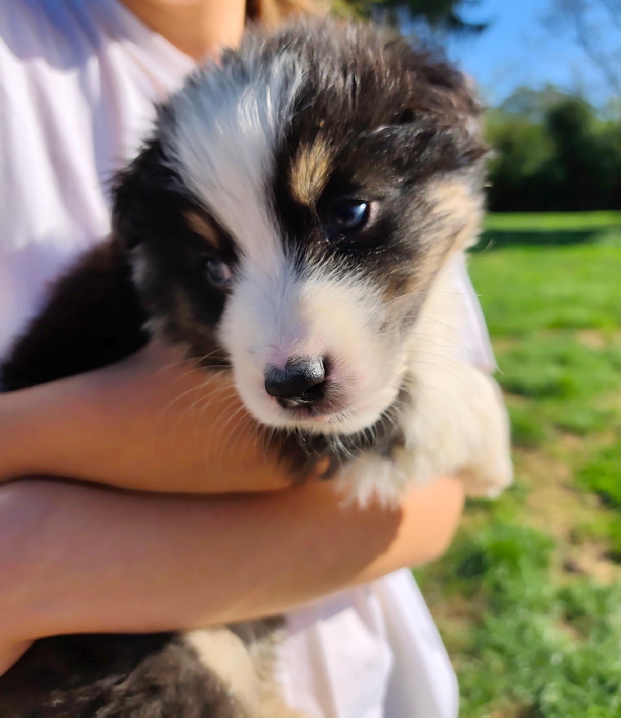 de Gamairanlyce - Chiots disponibles - Berger Australien