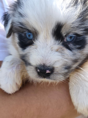 Chiot N°6